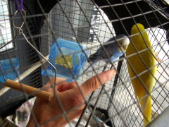 おかあさんとロロ