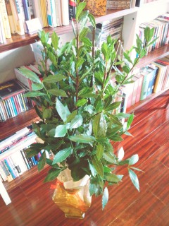 2013-12-29-11-16-17_deco