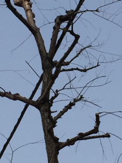 みどりの季節を待ちわびてみる