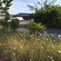 スローライフにたどりつく 取り留めのない雑感 新潟 市民映画館 シネ ウインド