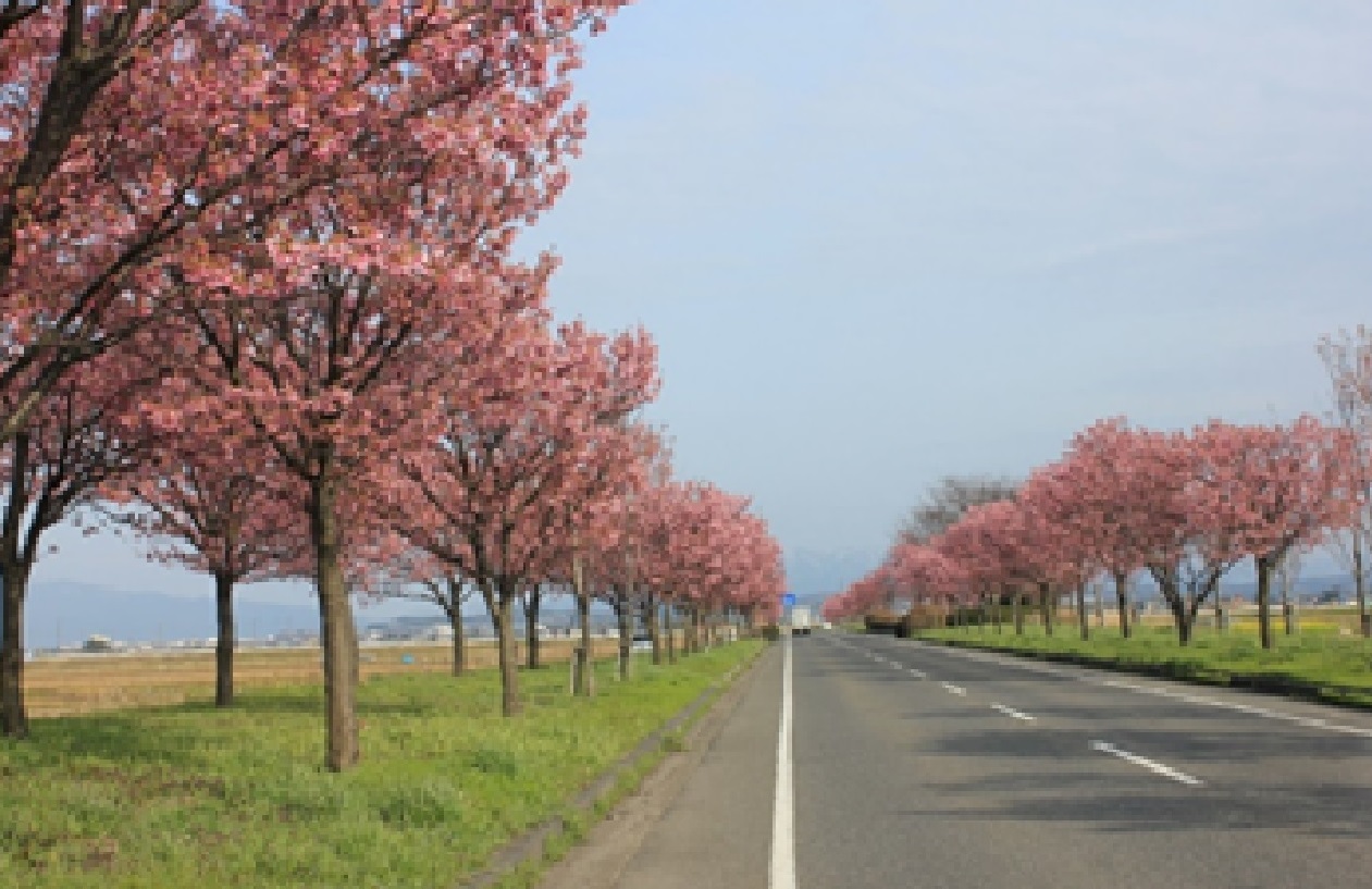 新潟市秋葉区には陽光桜の並木があります！