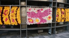 2016花絵単体写真