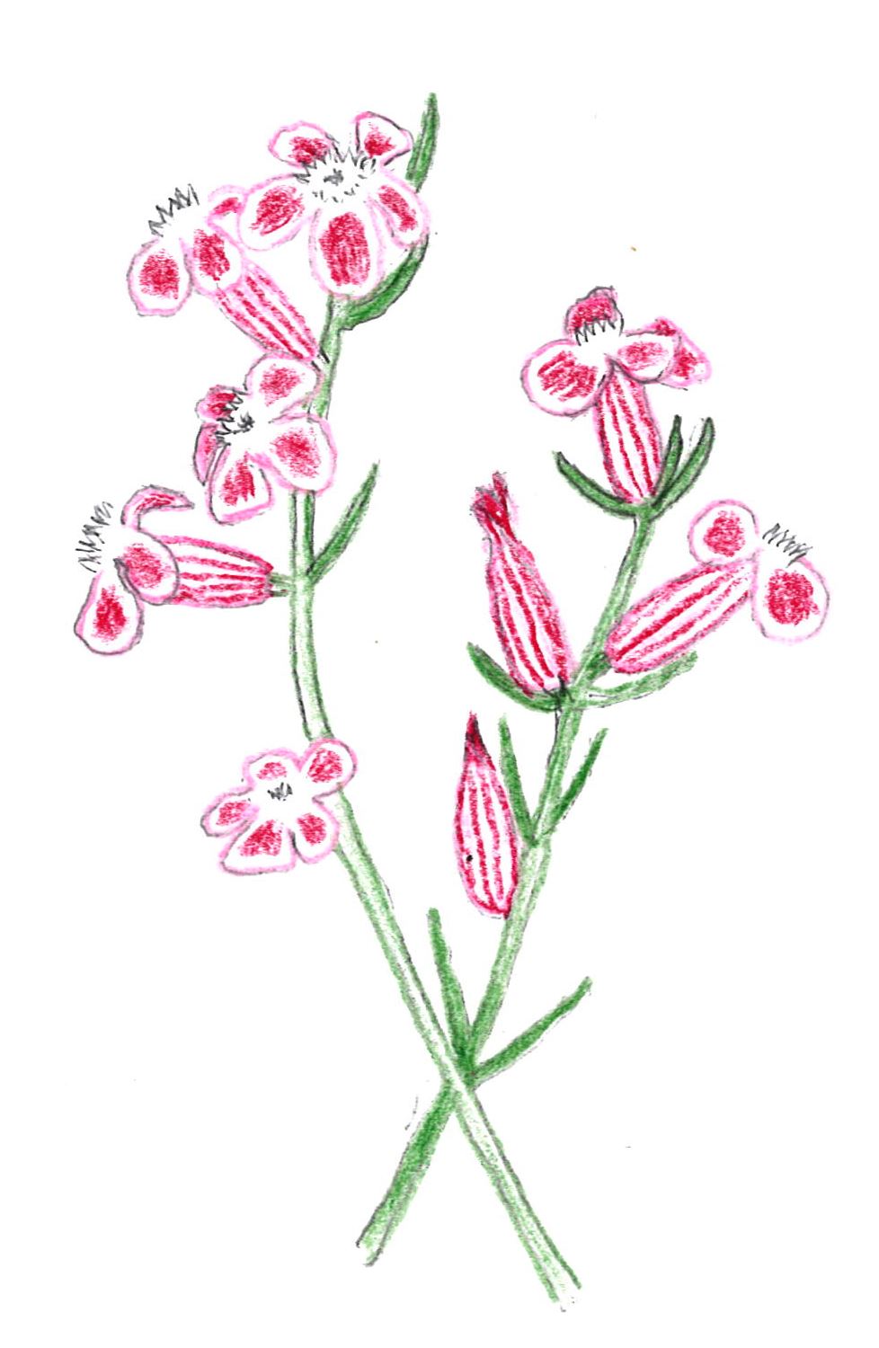 【会員企画】4/20(土) やすらぎ堤　野草の花めぐり散歩Ⅲ　参加案内