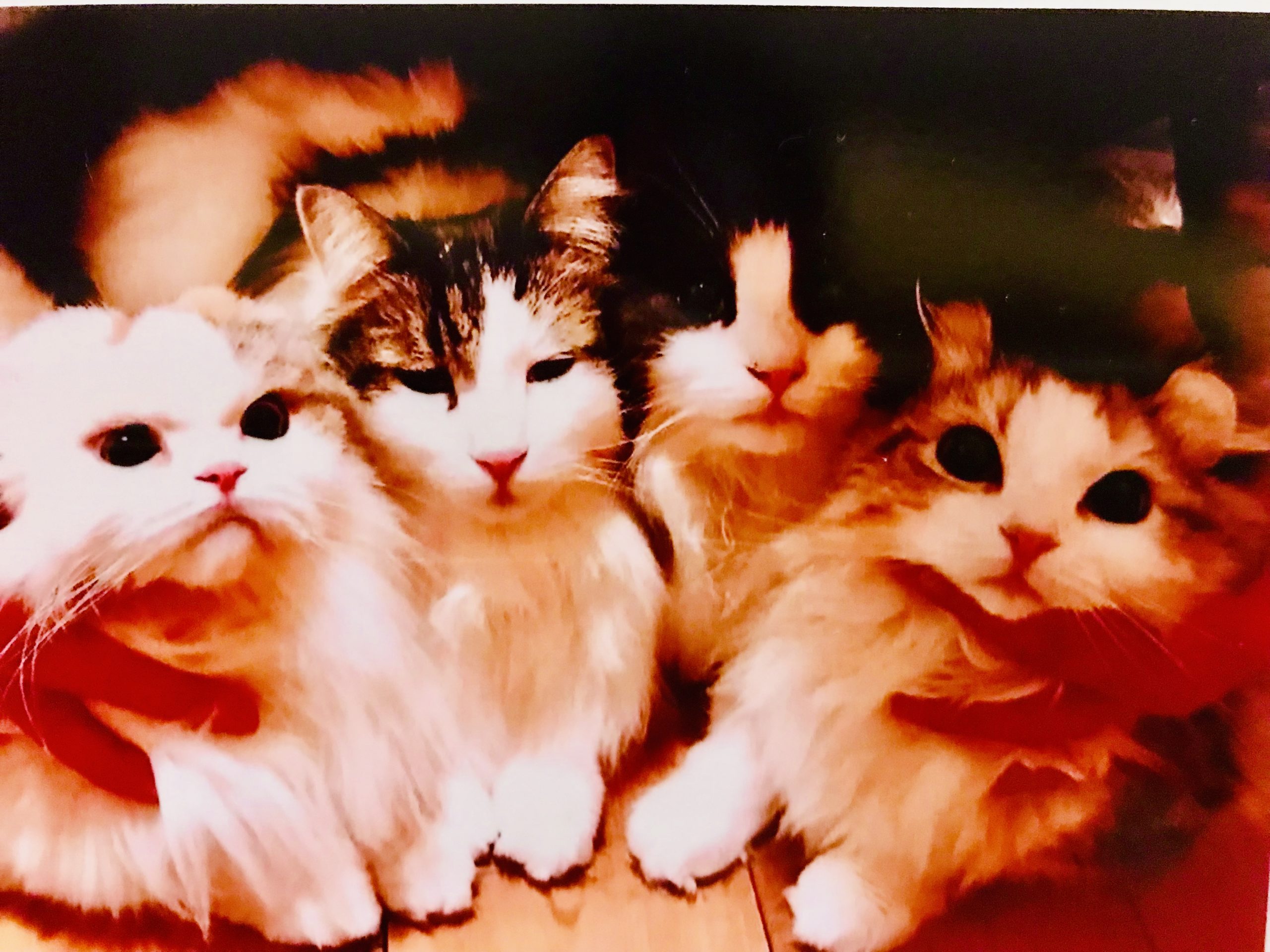 猫との出会いとタッチの差