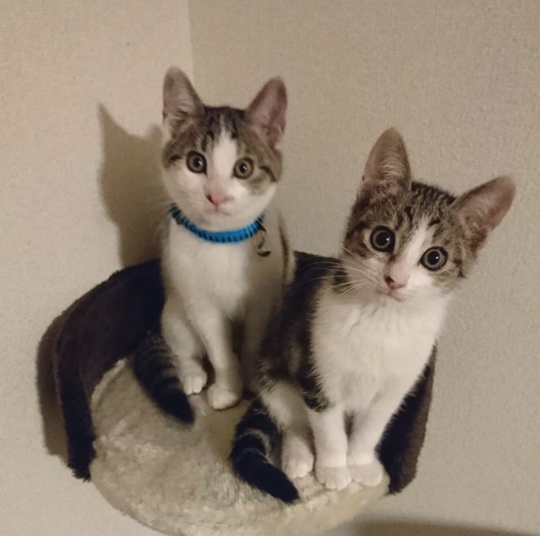 子猫と暮らすとは