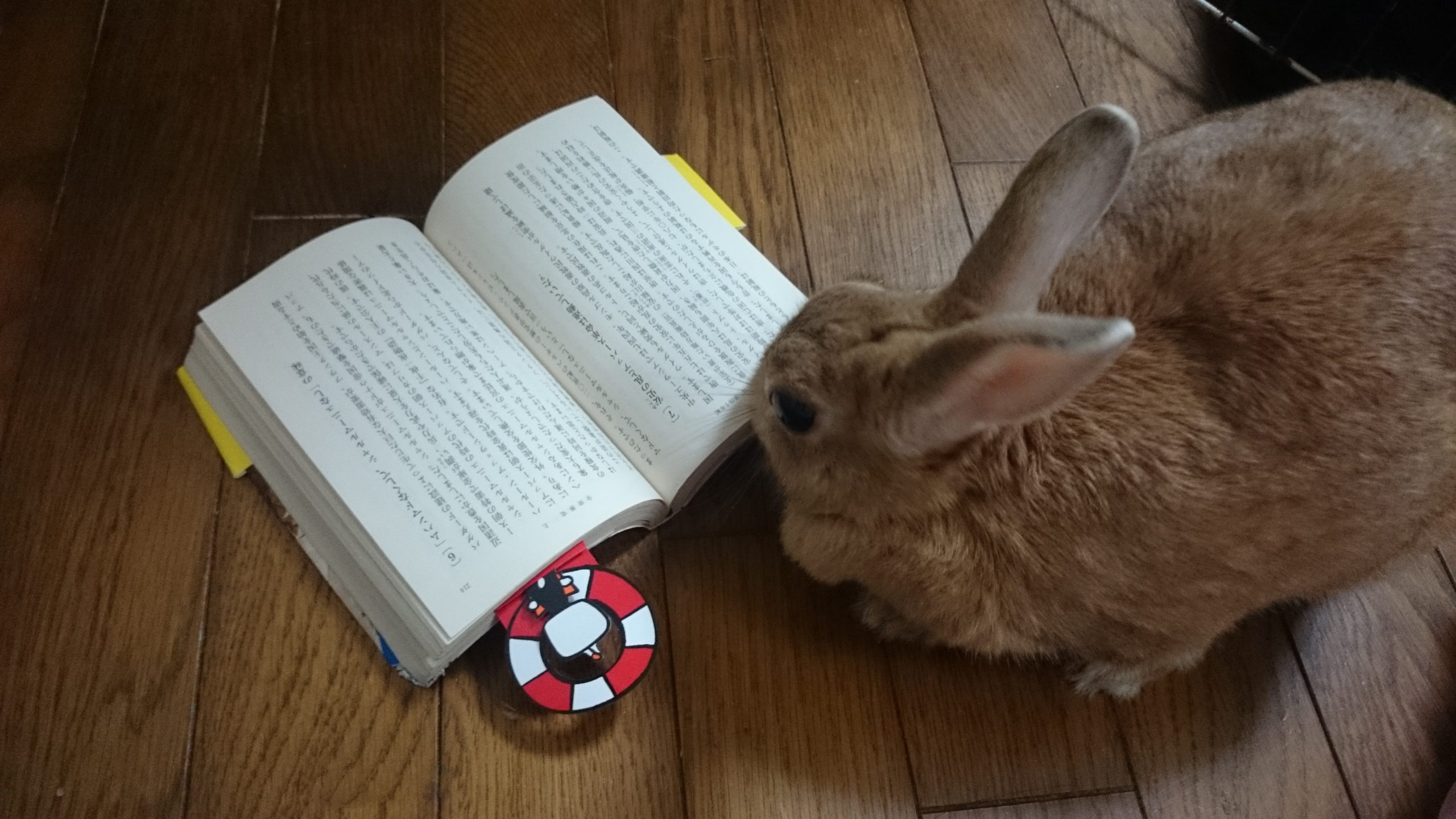 特別編 うさぎと暮らして　「うさぎの話」