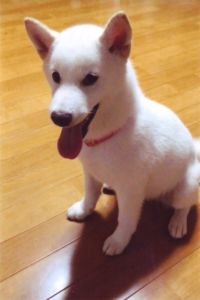 特別編 犬と暮らして「僕を連れていって」