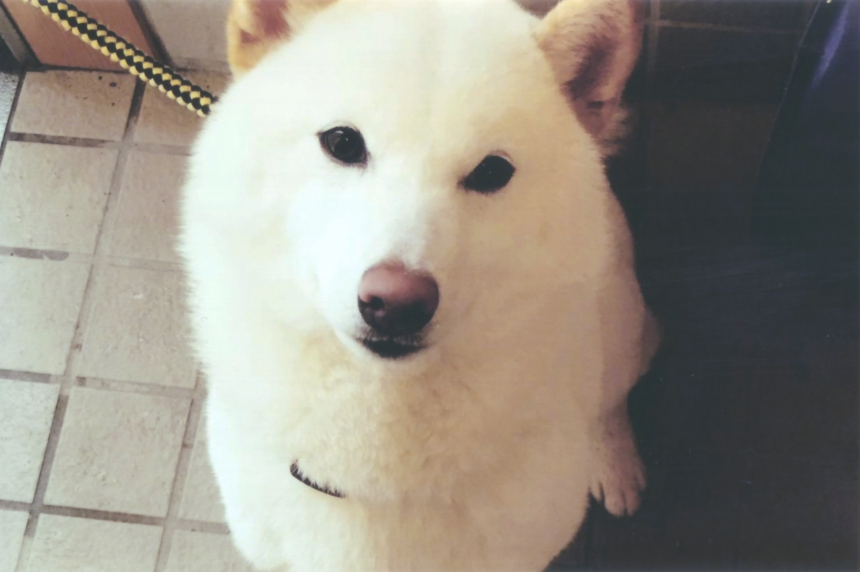 特別編　犬と暮らして　「音楽大好きだよ」