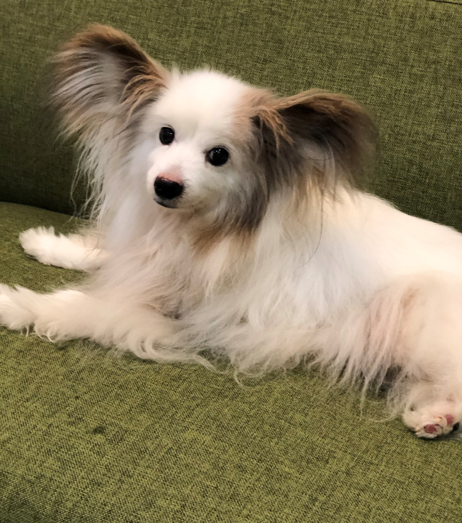 特別編　犬と暮らして　15歳になった「まあ」