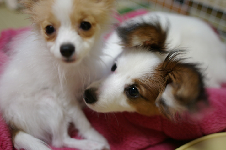 特別編　犬と暮らして　「うな」と「まあ」