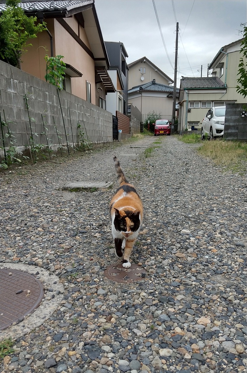 徘徊と夜涼み