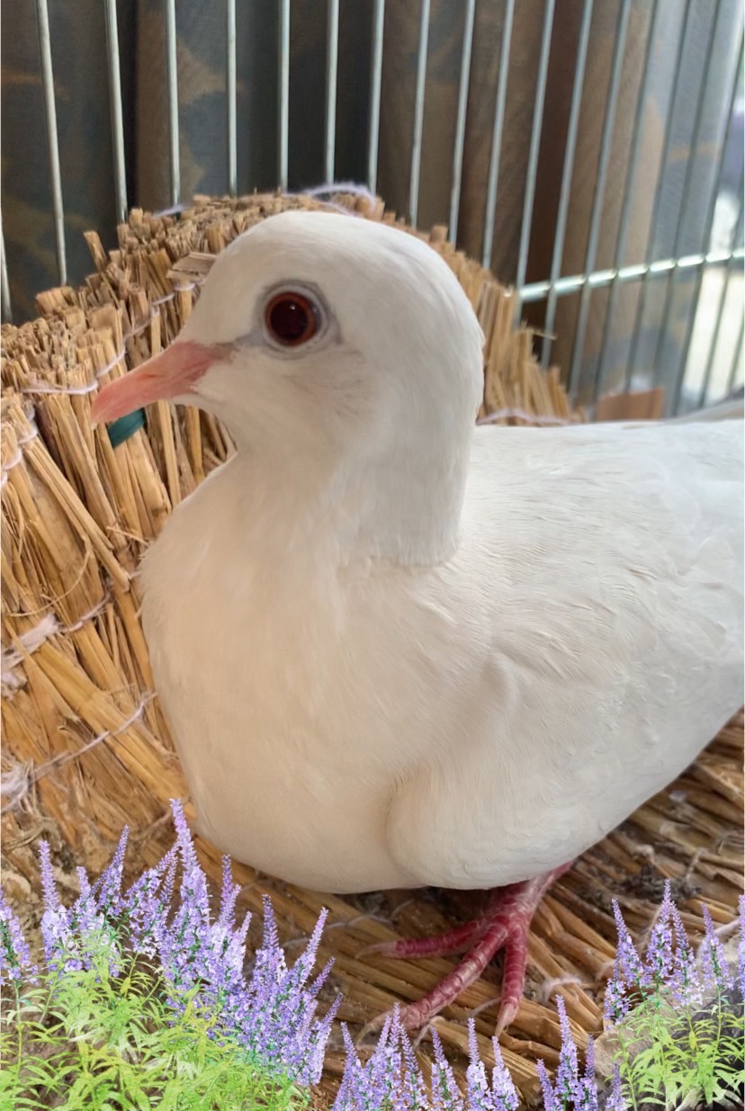 特別編　鳩と暮らして「小鳩のいる暮らし」