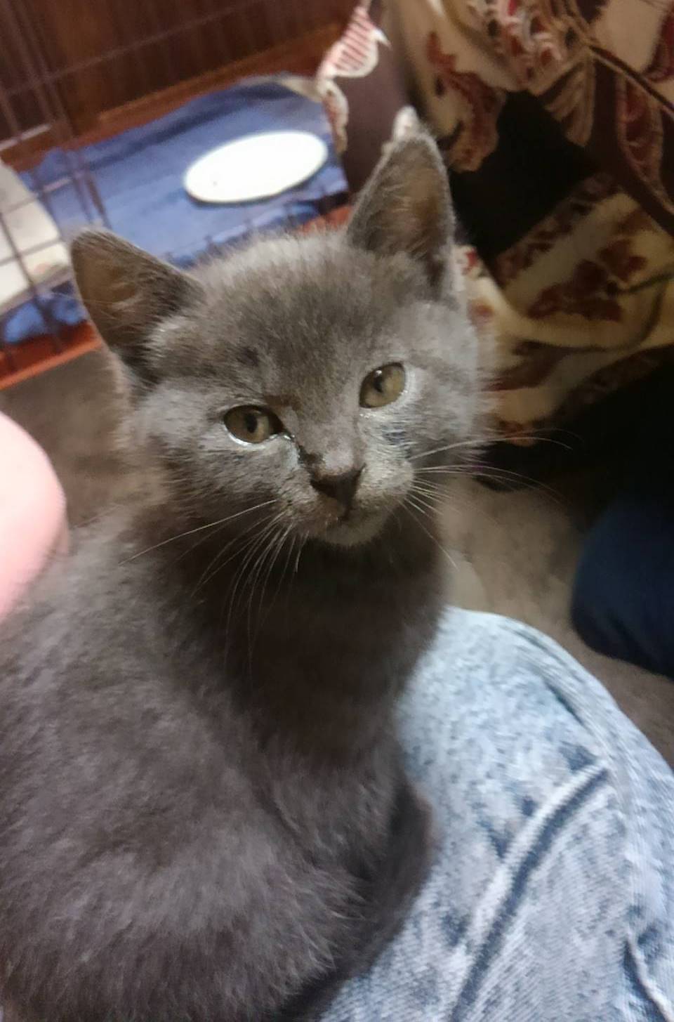 我が家の猫、チロ
