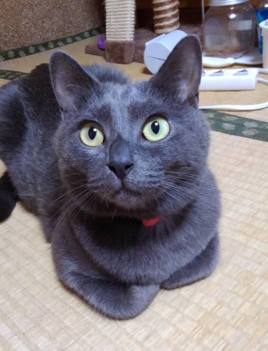 チロと暮らして￼