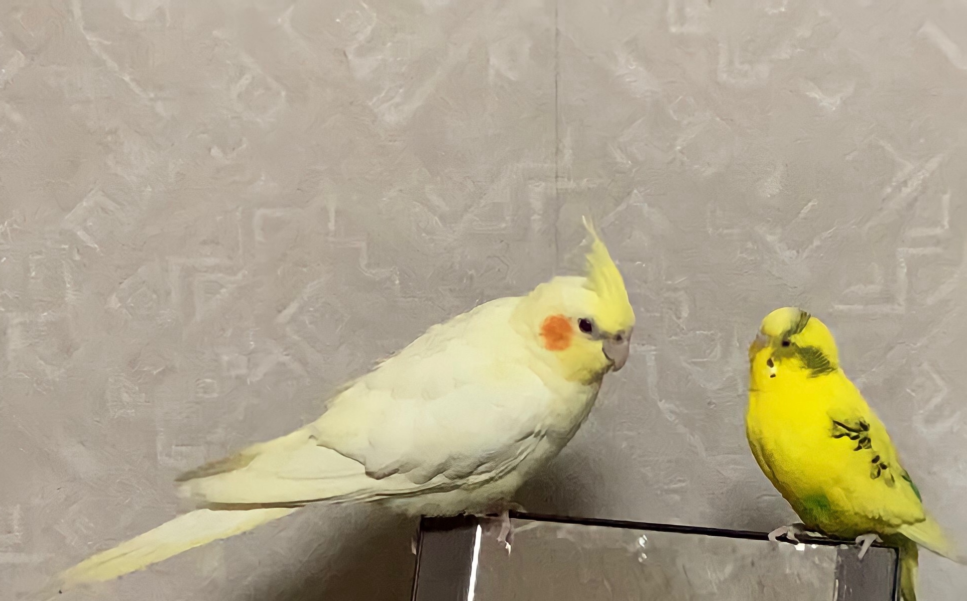 特別編　鳥と暮らして　「受けるよりぽぽちゃん」