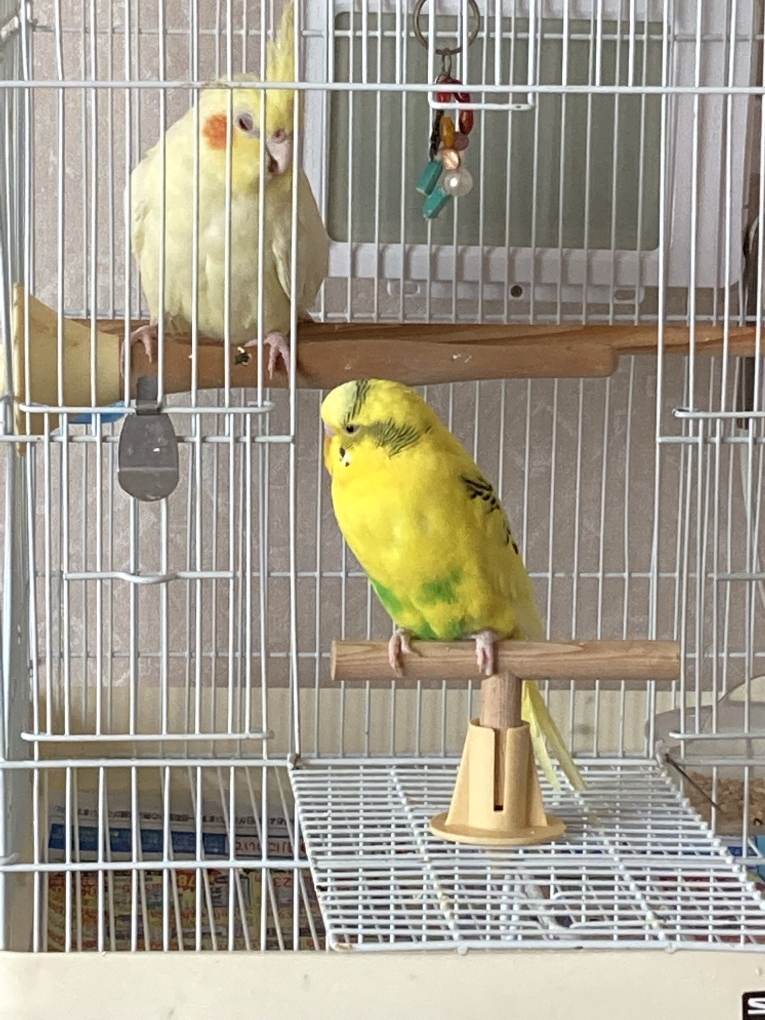 特別編　鳥と暮らして　「新入り、かめちゃん」