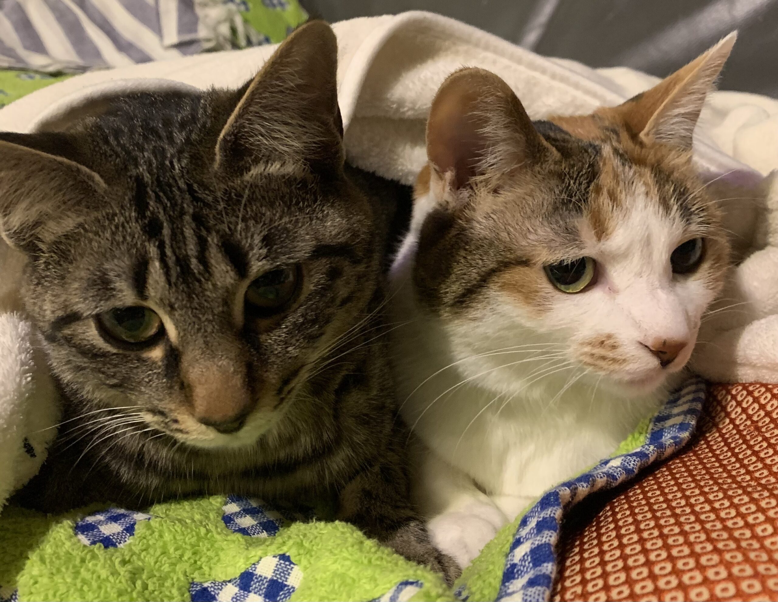 猫は何匹いても良い￼