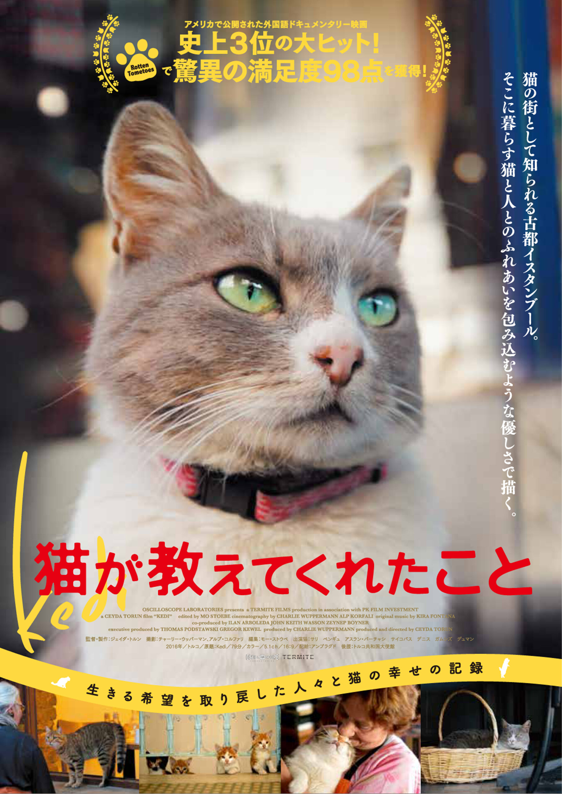 猫が教えてくれたこと